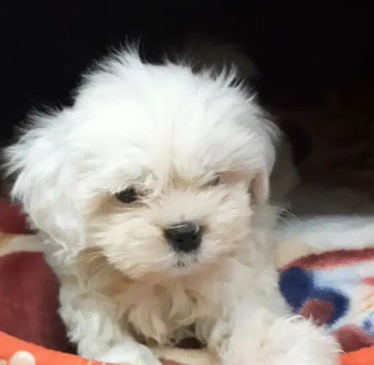 سگ شیتزو کراس|سگ|تهران, پردیسان|دیوار