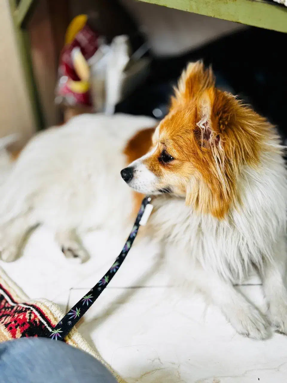 سگ پامر|سگ|بیرجند, |دیوار