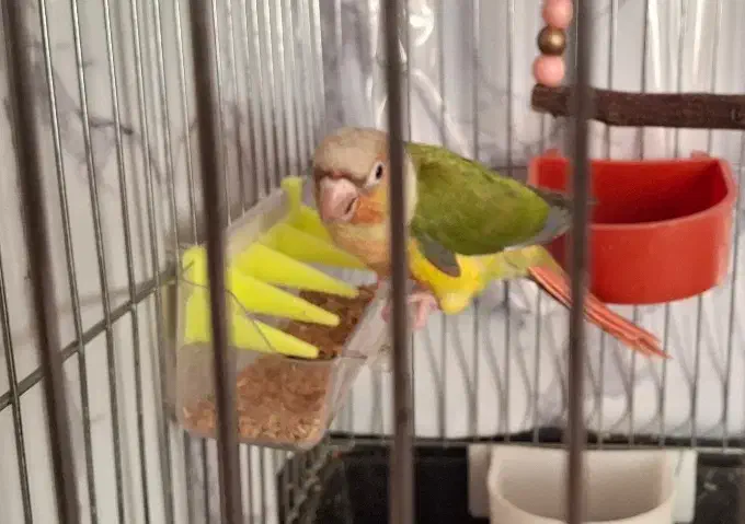 گرینچیک سه ماهه|پرنده|مهریز, |دیوار