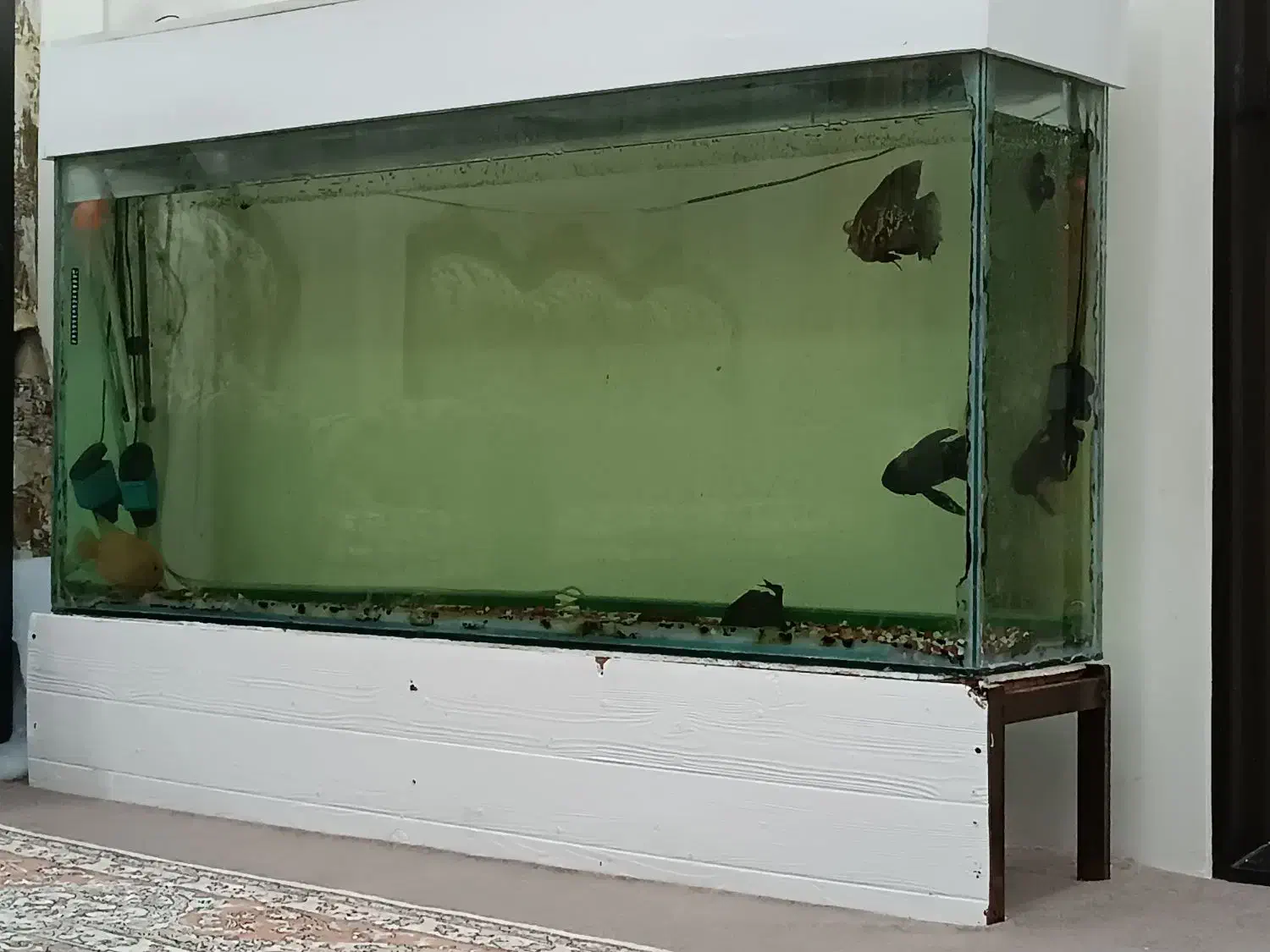 اکواریوم بزرگ|ماهی|تبریز, |دیوار