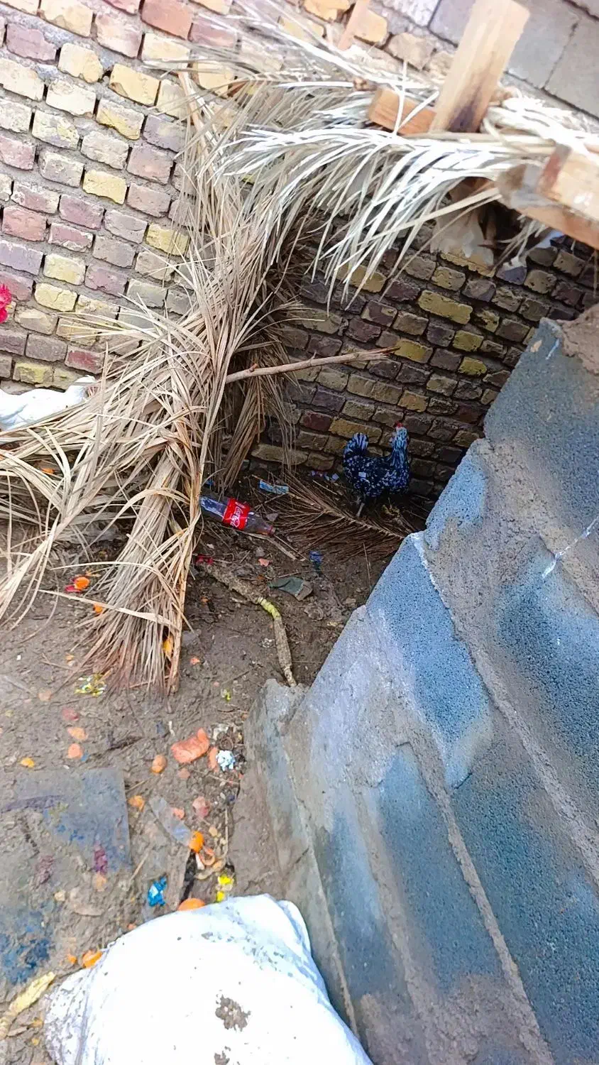 فروشی|حیوانات مزرعه|فردوس (کرمان), |دیوار