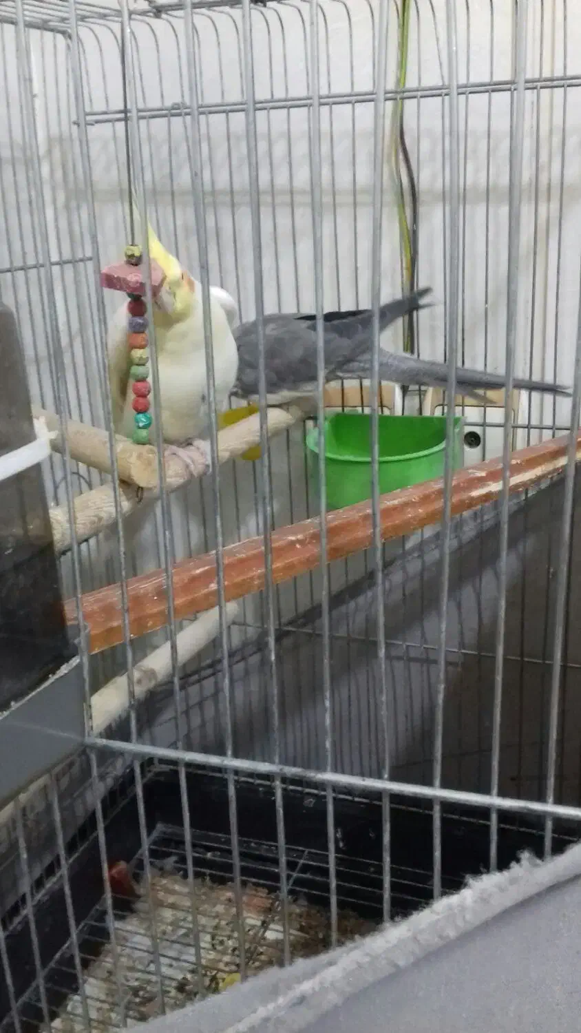 عروس هلندی 2 میلیون|پرنده|سپیدار, |دیوار