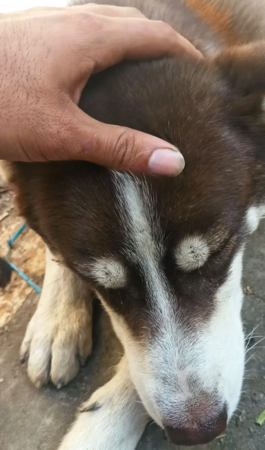 هاسکی|سگ|بندر ماهشهر, |دیوار