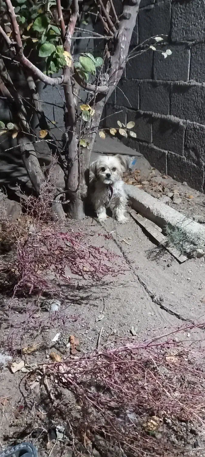 سگ ماده|سگ|خاروانا, |دیوار