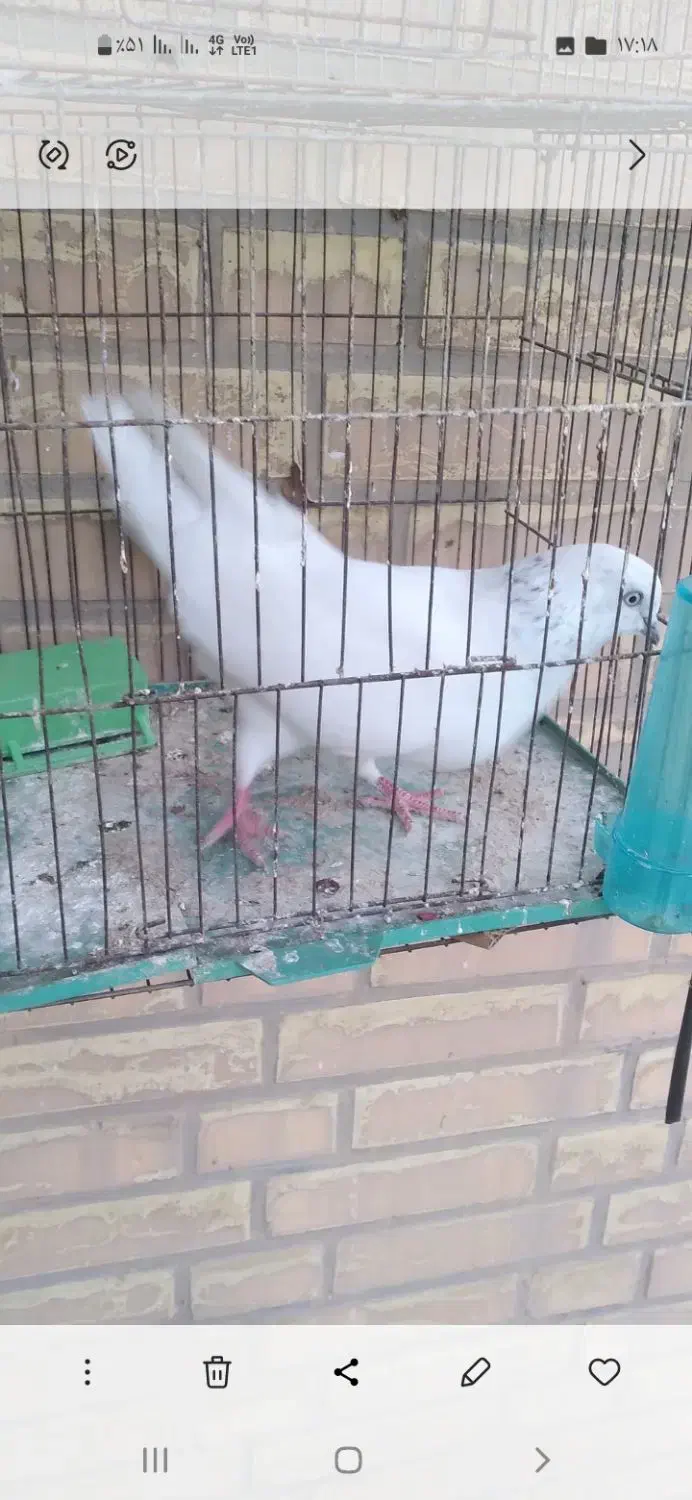 کبوتر|پرنده|رامهرمز, |دیوار