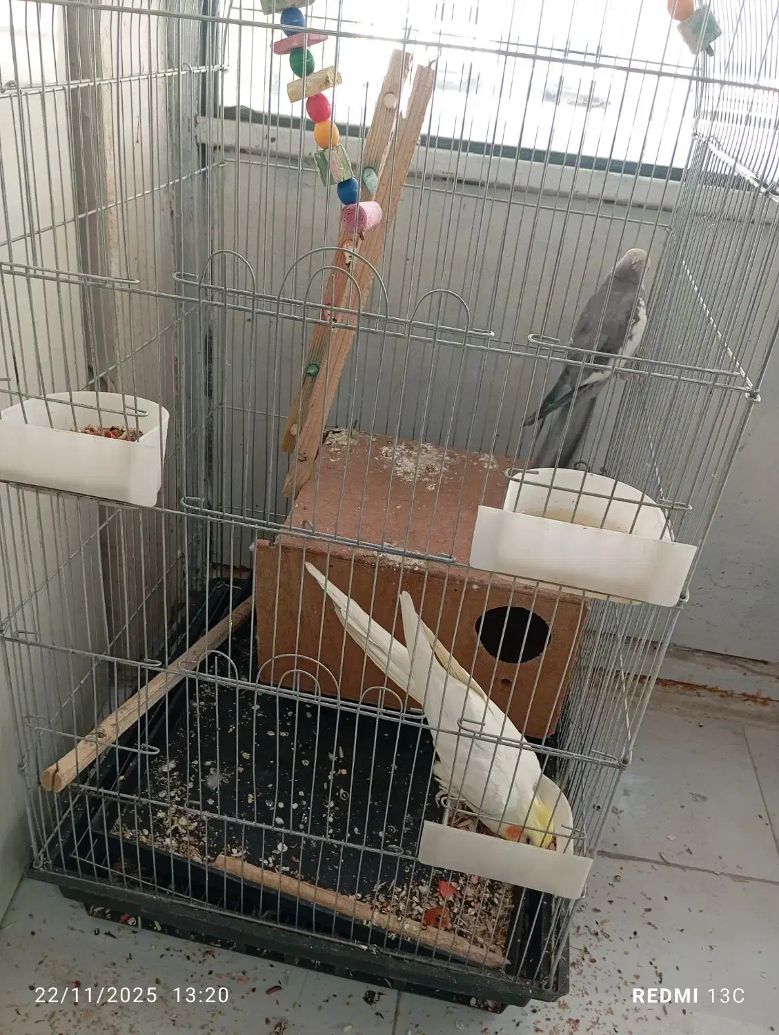 عروس سخنگو|پرنده|ری, شهرک نظامی|دیوار