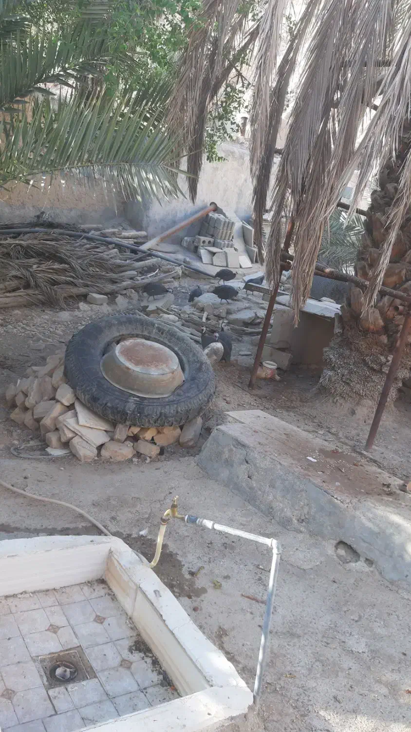 مرغ شاخدار بالغ|حیوانات مزرعه|بیدشهر, |دیوار