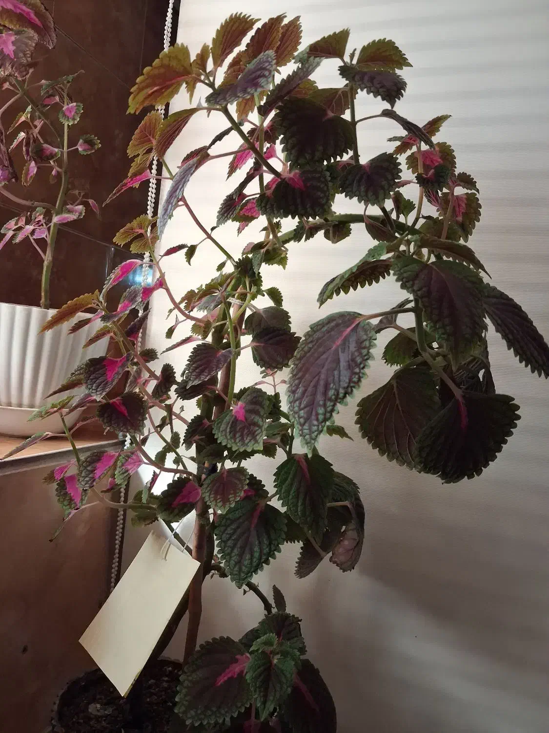 گل حسن یوسف|گل و گیاه طبیعی|بیرجند, |دیوار