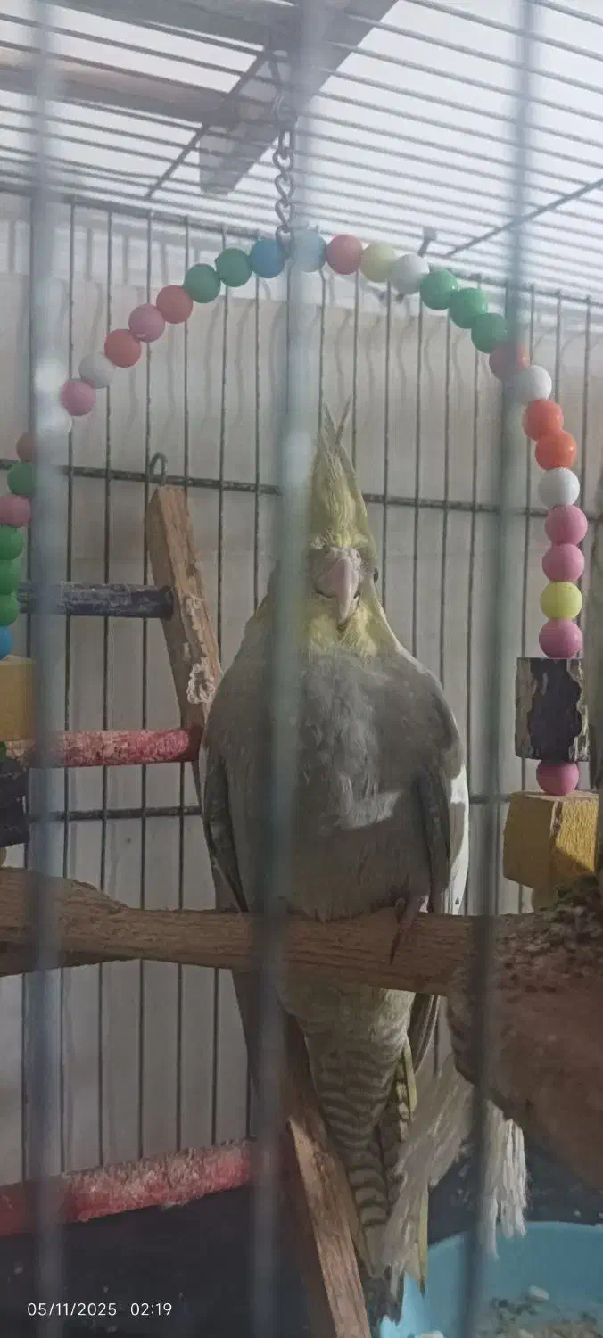 عروس هلندی|پرنده|کردکوی, |دیوار