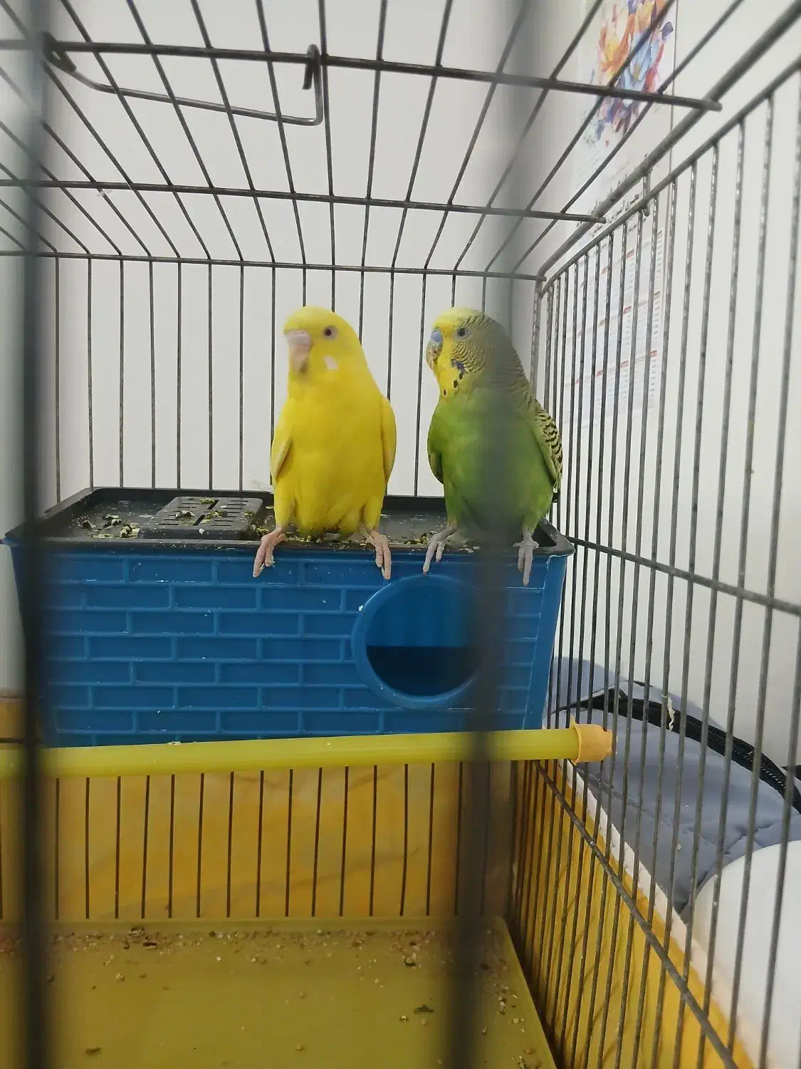 مرغ عشق|پرنده|بروجرد, |دیوار