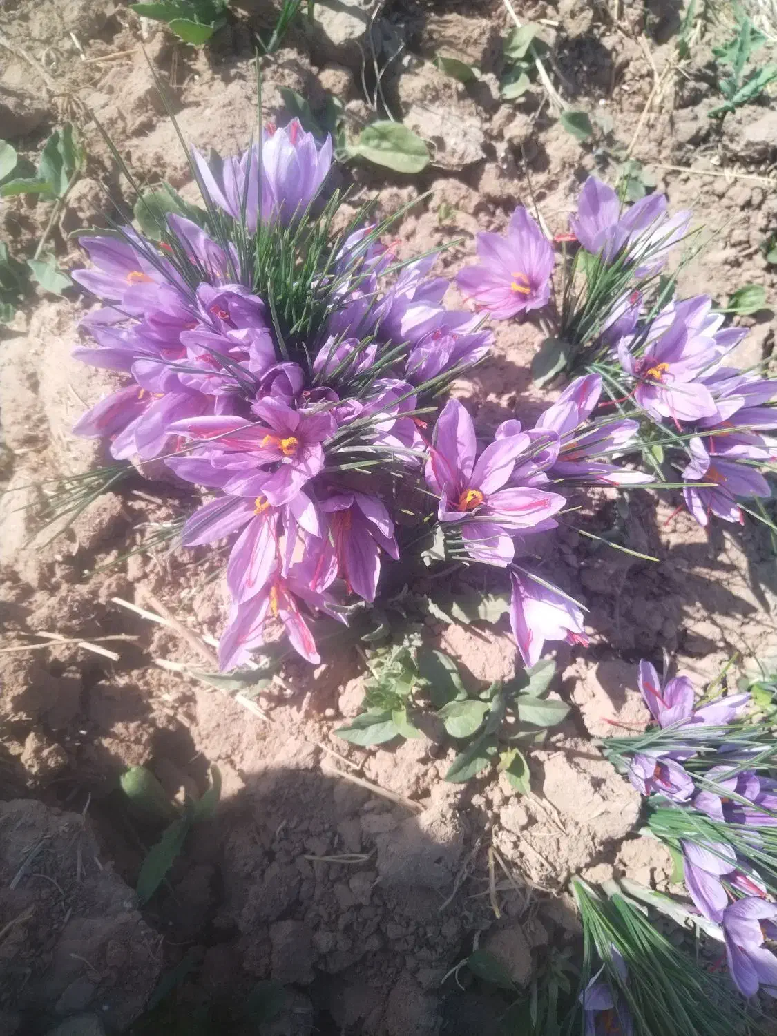 زعفران بدون واسطه|خوردنی و آشامیدنی|تهران, شهرک آپادانا|دیوار