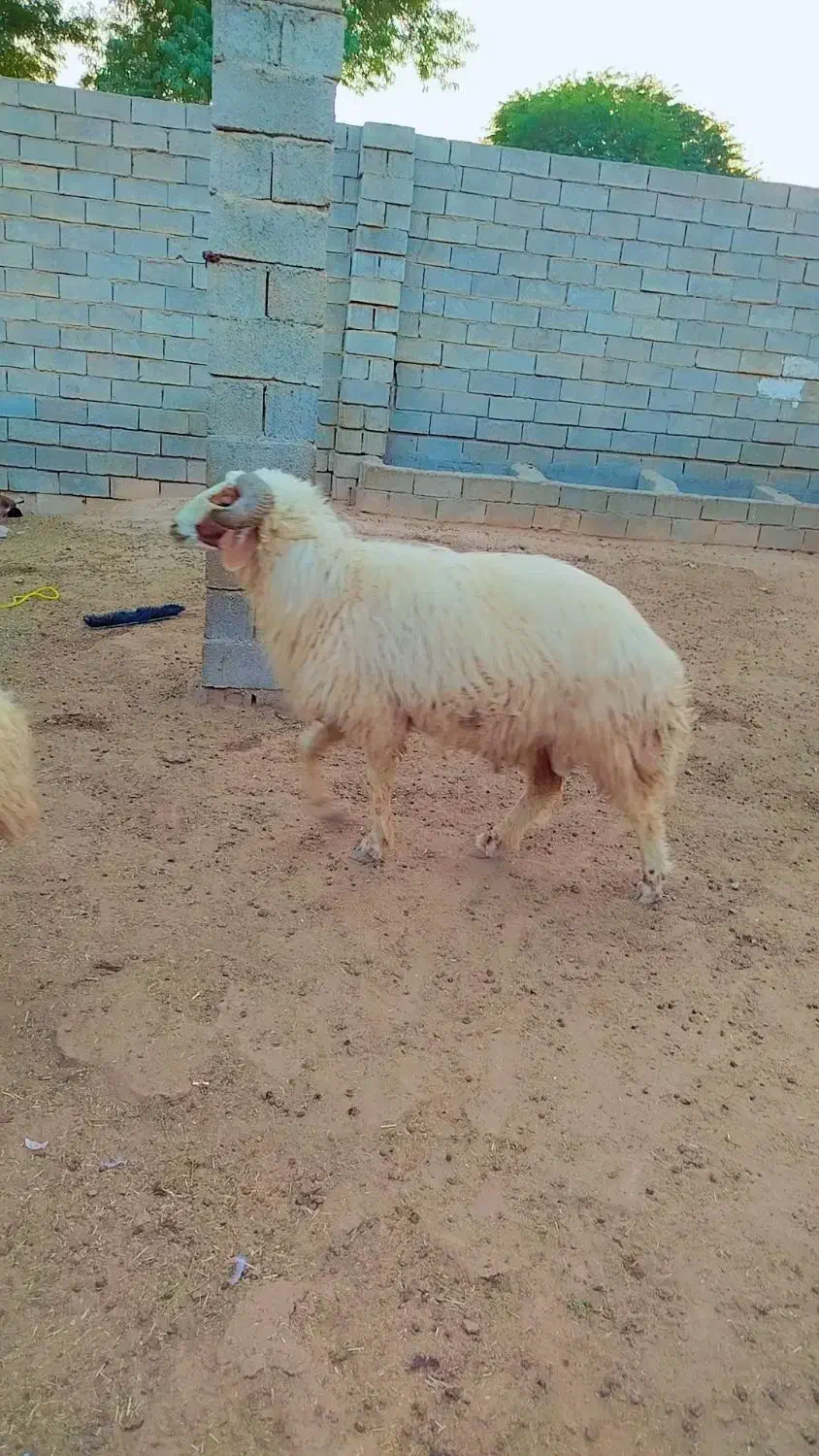 قوچ|حیوانات مزرعه|امیدیه, |دیوار