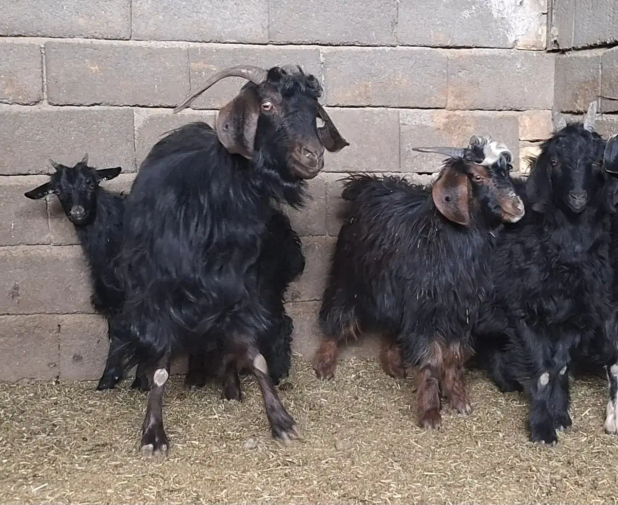 بز داشتی|حیوانات مزرعه|قم, پردیسان|دیوار