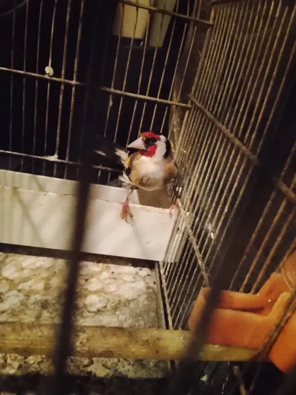 سهره نر خال حلب درجه یک|پرنده|خرمآباد, |دیوار