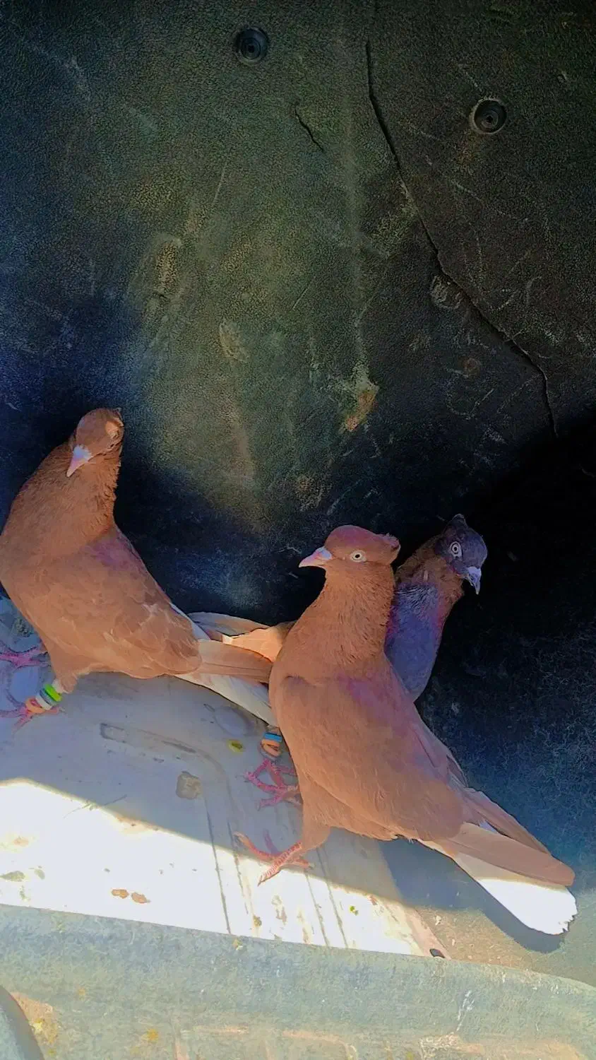 کبوتر|پرنده|نرماشیر, |دیوار