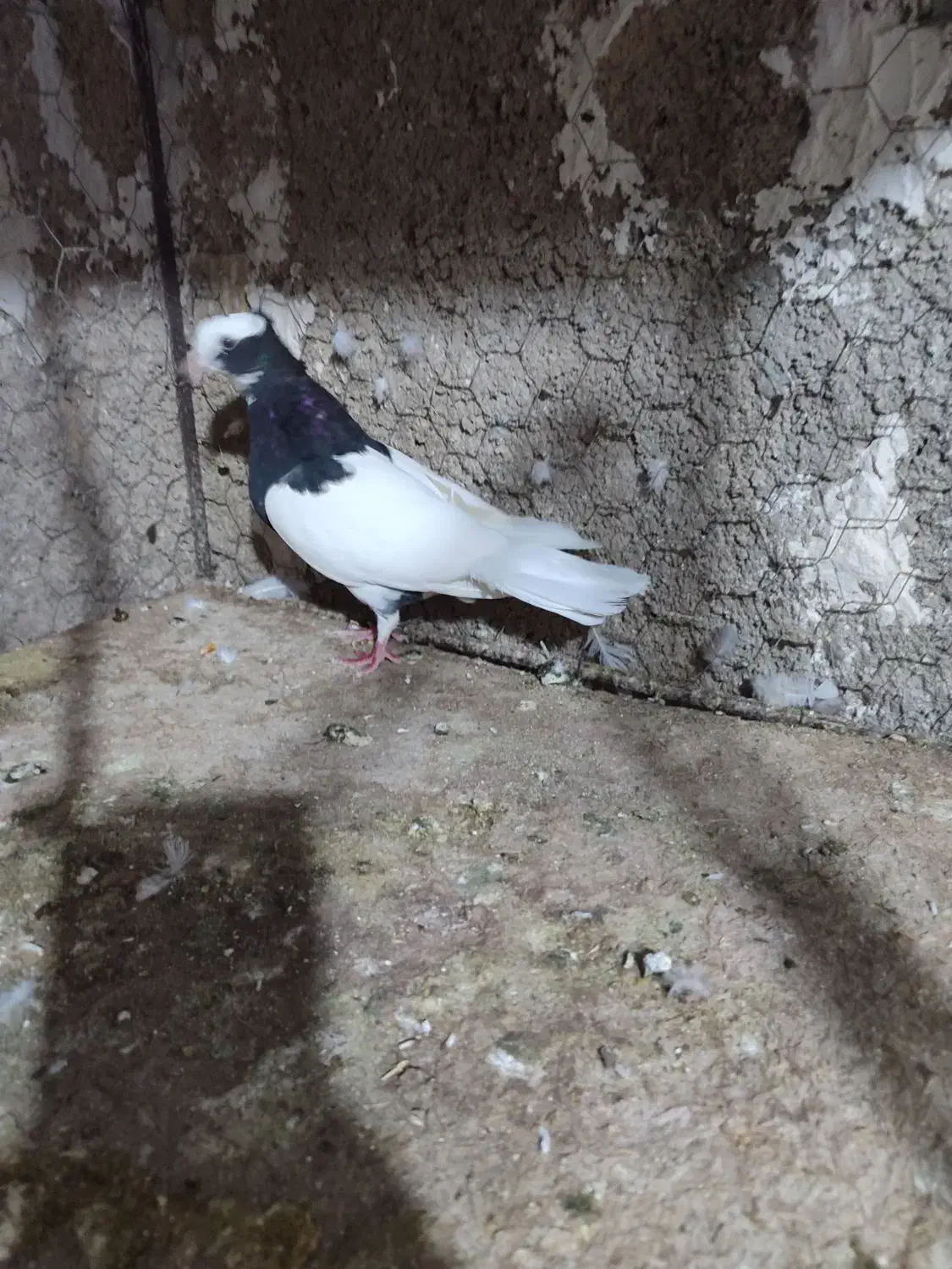 طوق سیاه ماده خوشکل دوبردار|پرنده|شیراز, تل حسین‌آباد|دیوار