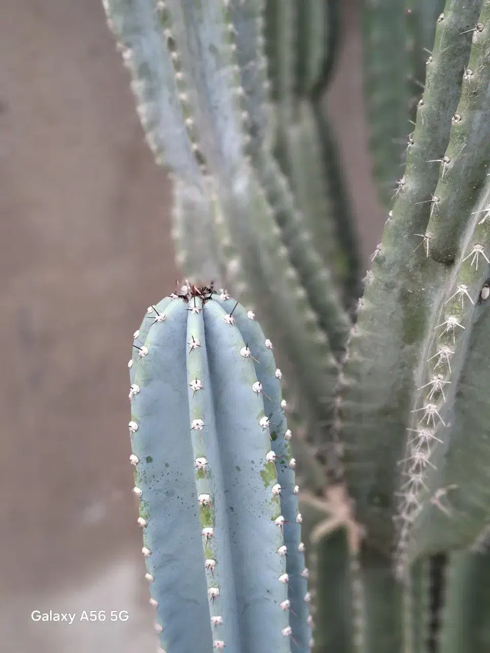 کاکتوس|گل و گیاه طبیعی|گتاب, |دیوار