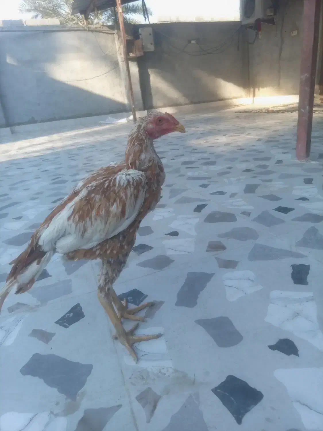 جوجه خروس|حیوانات مزرعه|میناب, |دیوار