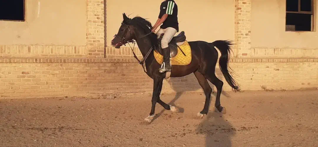 نریون عرب مصری|اسب و تجهیزات اسب‌سواری|رباط‌کریم, شهرستانک|دیوار