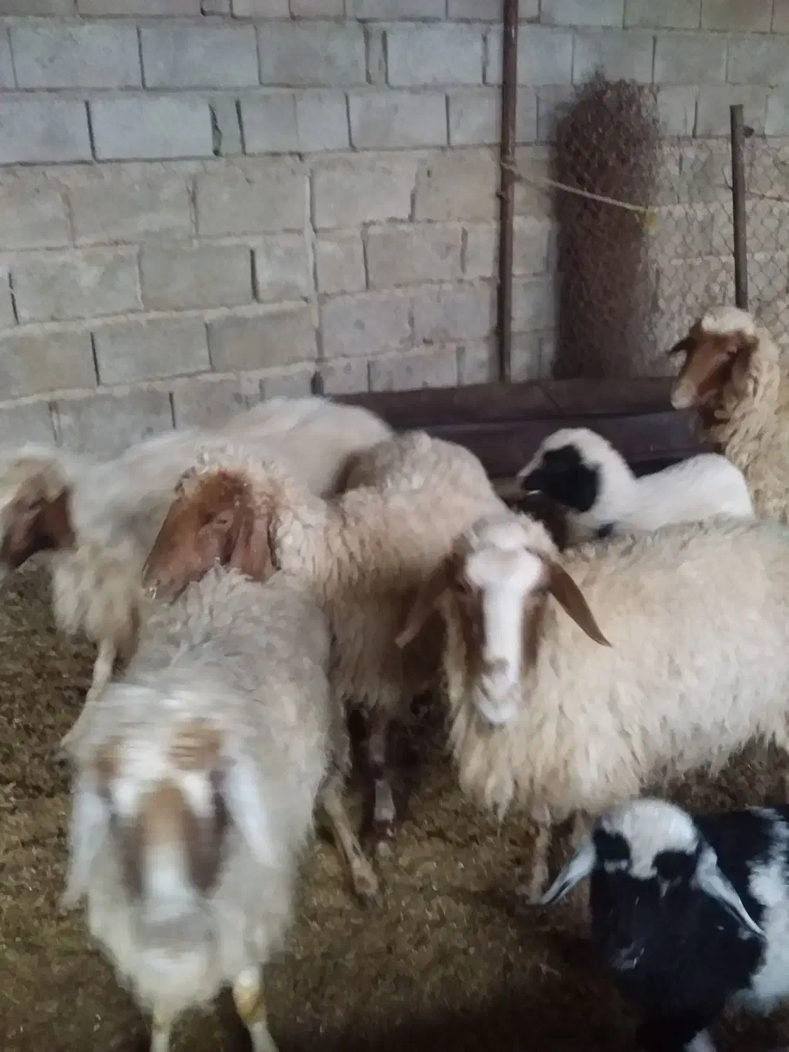 بز و میش|حیوانات مزرعه|مهران (ایلام), |دیوار