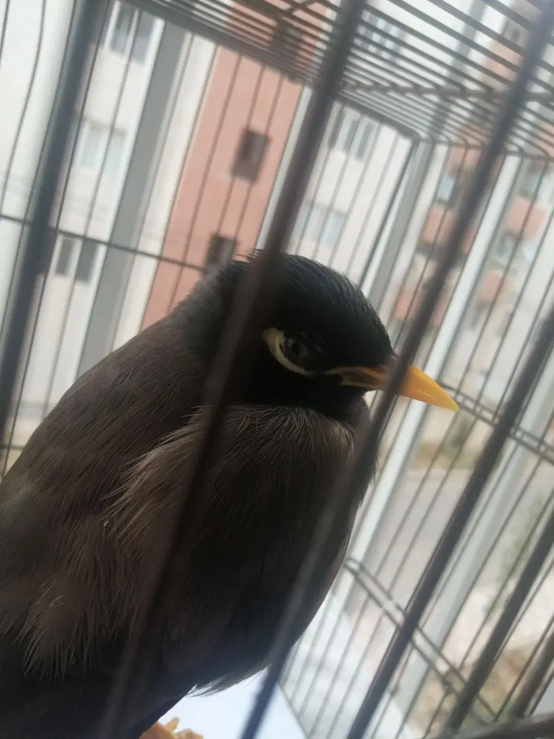 پرنده ی گمشده|پرنده|هشتگرد, فاز ۷ مهستان|دیوار