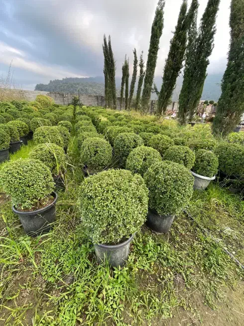 کارگر تمام وقت برای گلخانه و باغ|استخدام سرایداری و نظافت|عباسآباد, |دیوار