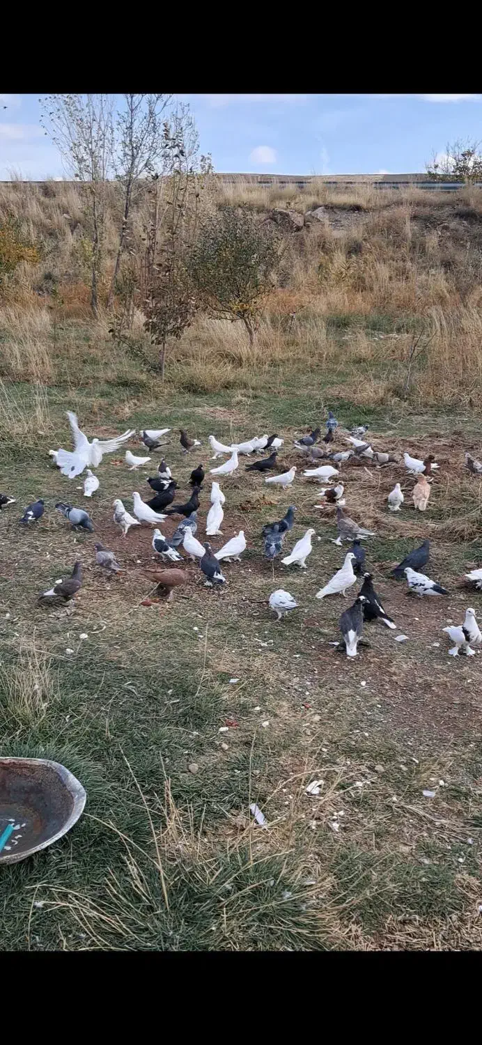 کبوتر|پرنده|اهر, |دیوار