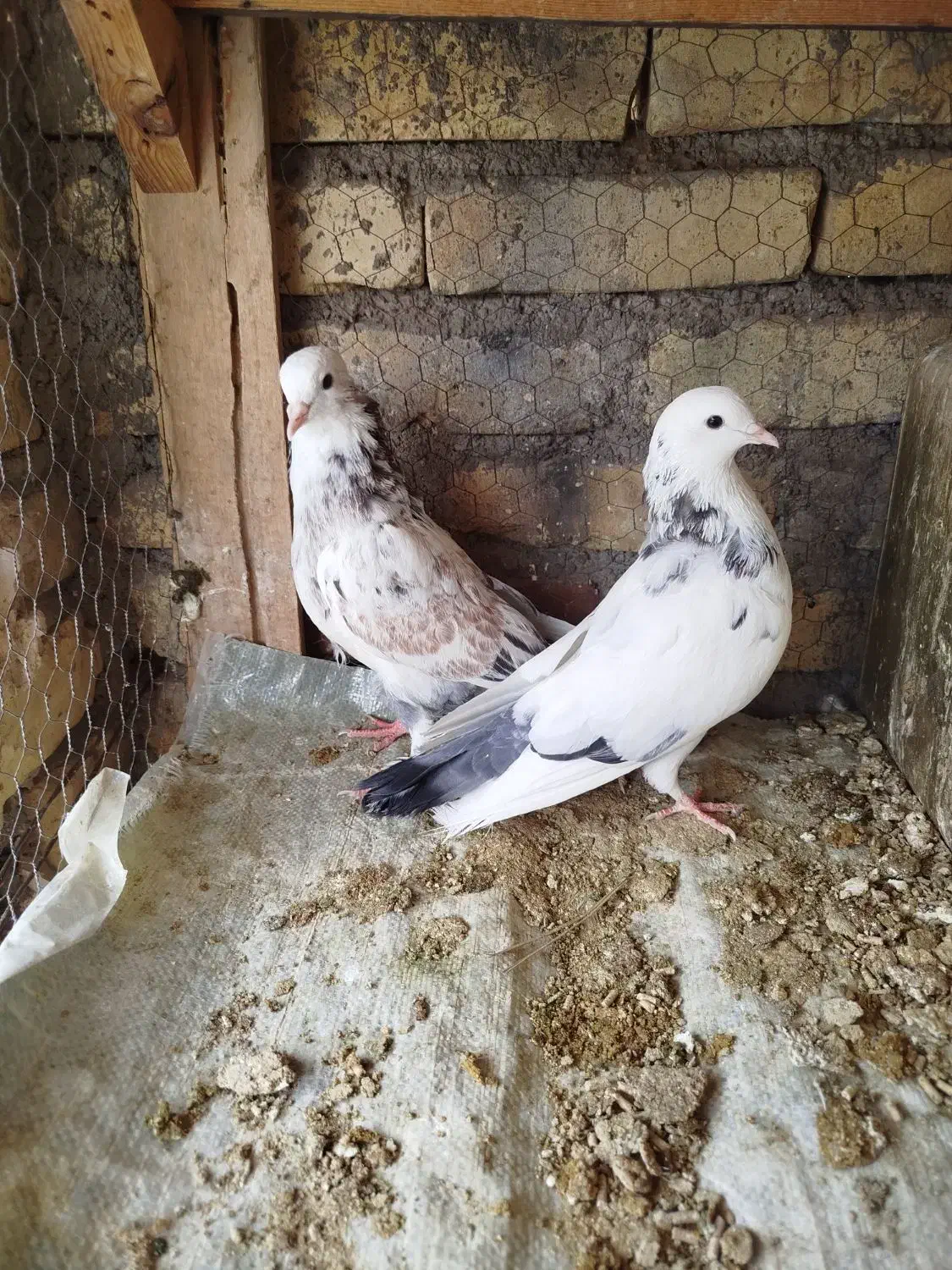 کبوتر|پرنده|زارچ, |دیوار