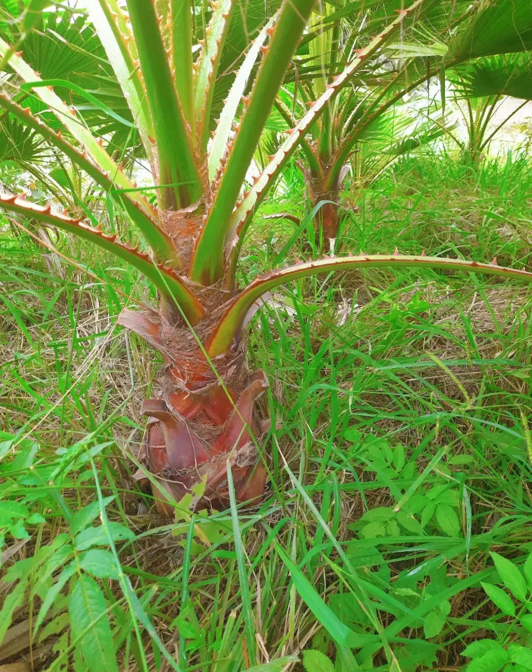 فروش پالم و بابا آدم|گل و گیاه طبیعی|رامسر, |دیوار