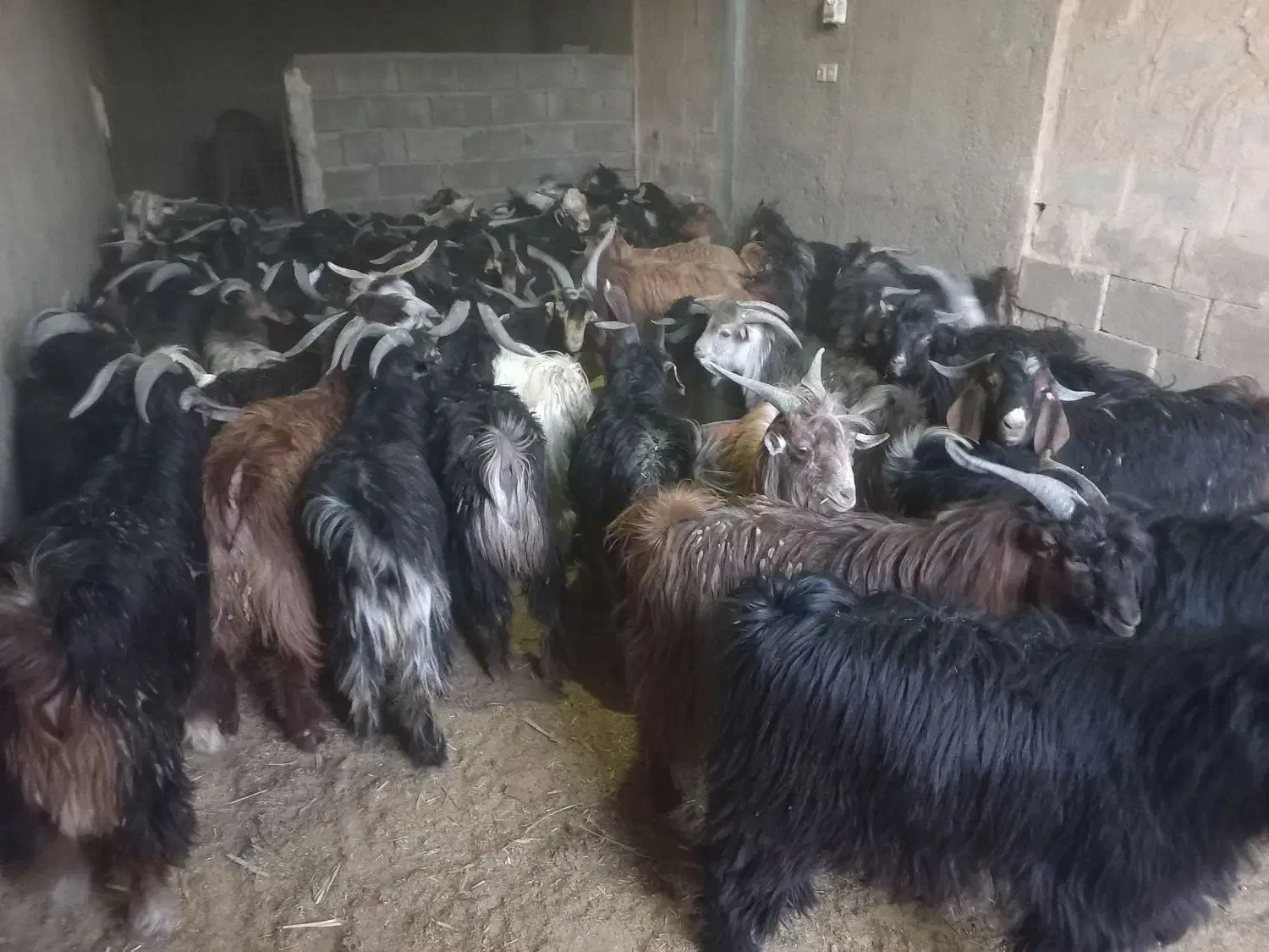 فروش ۶۰راس کهره نر|حیوانات مزرعه|بهمن, |دیوار