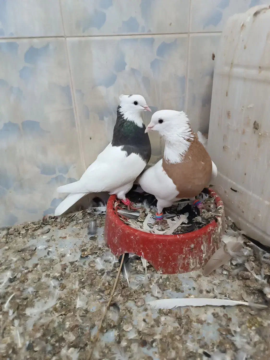 جفت طوقی|پرنده|کارون, |دیوار