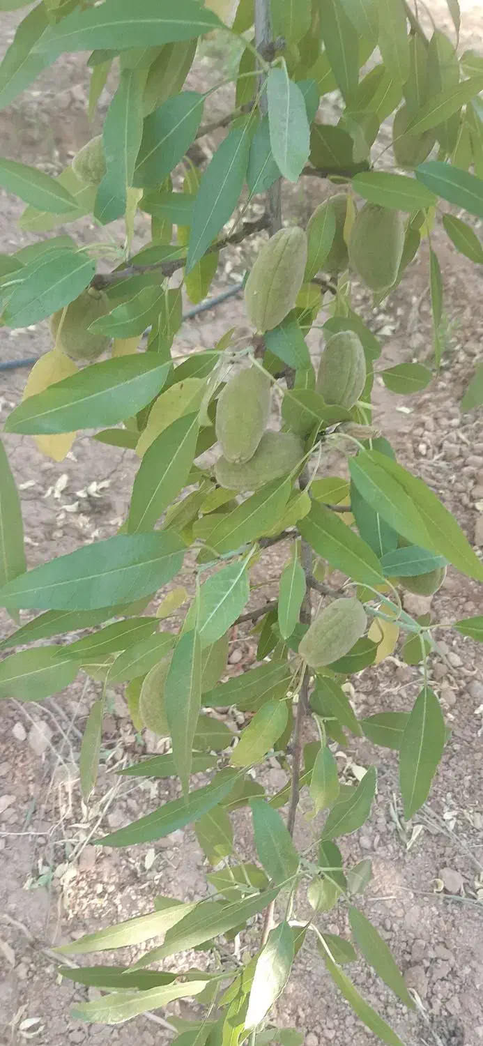 فروش زمین طرح قارچ ۴۷۰۰ متر  اقساط ۶ ماه ۳ سال|فروش دفتر صنعتی، کشاورزی، تجاری|جونقان, |دیوار