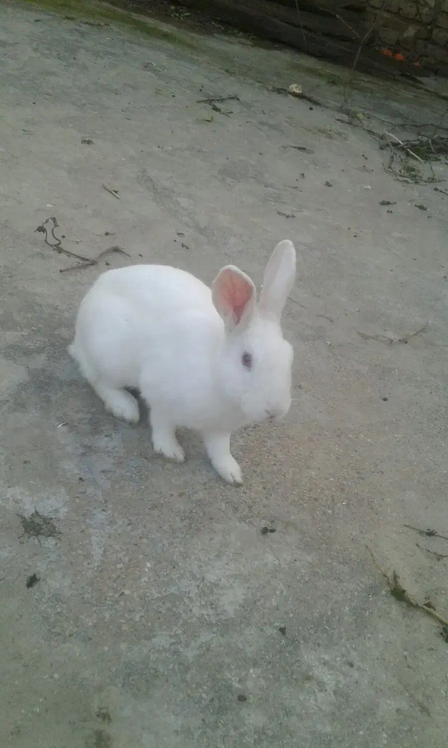 خرگوش|موش و خرگوش|گالیکش, |دیوار