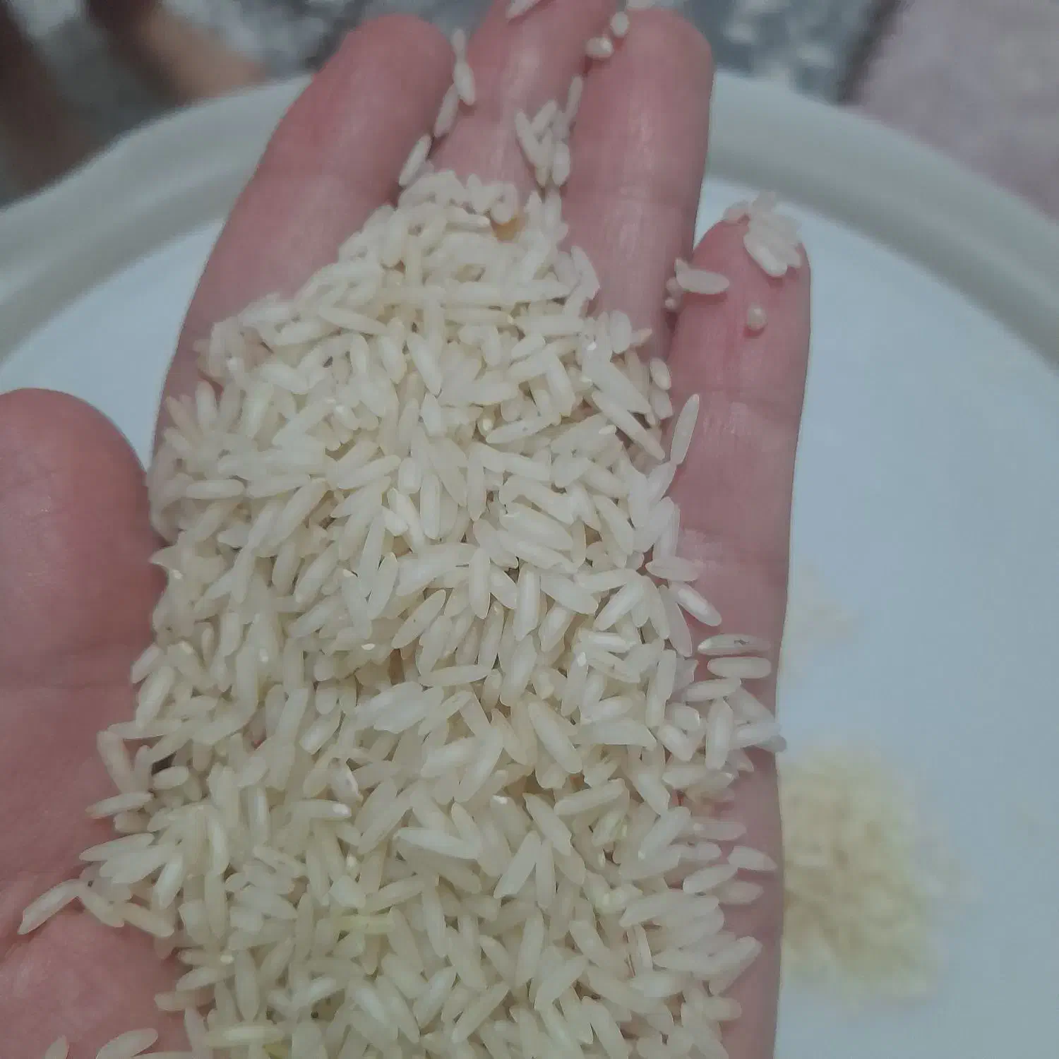 برنج طارم کشت دوم|خوردنی و آشامیدنی|بابل, |دیوار