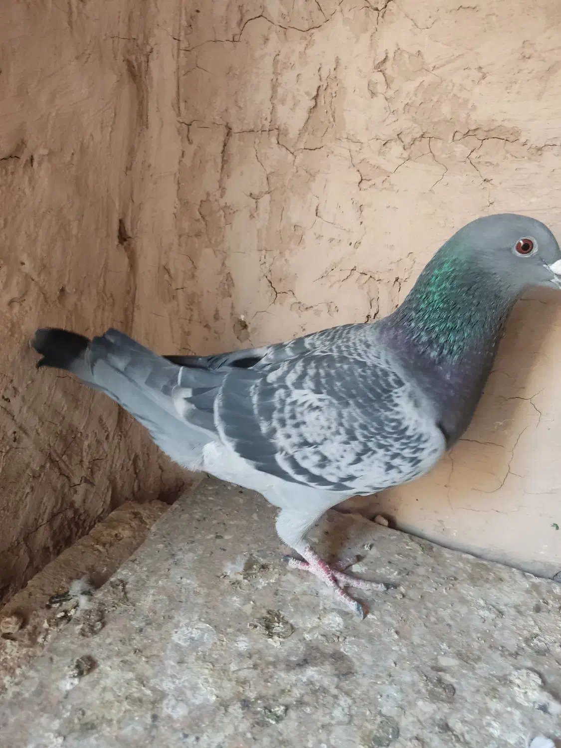 کفتر پولک|پرنده|نیمبلوک, |دیوار