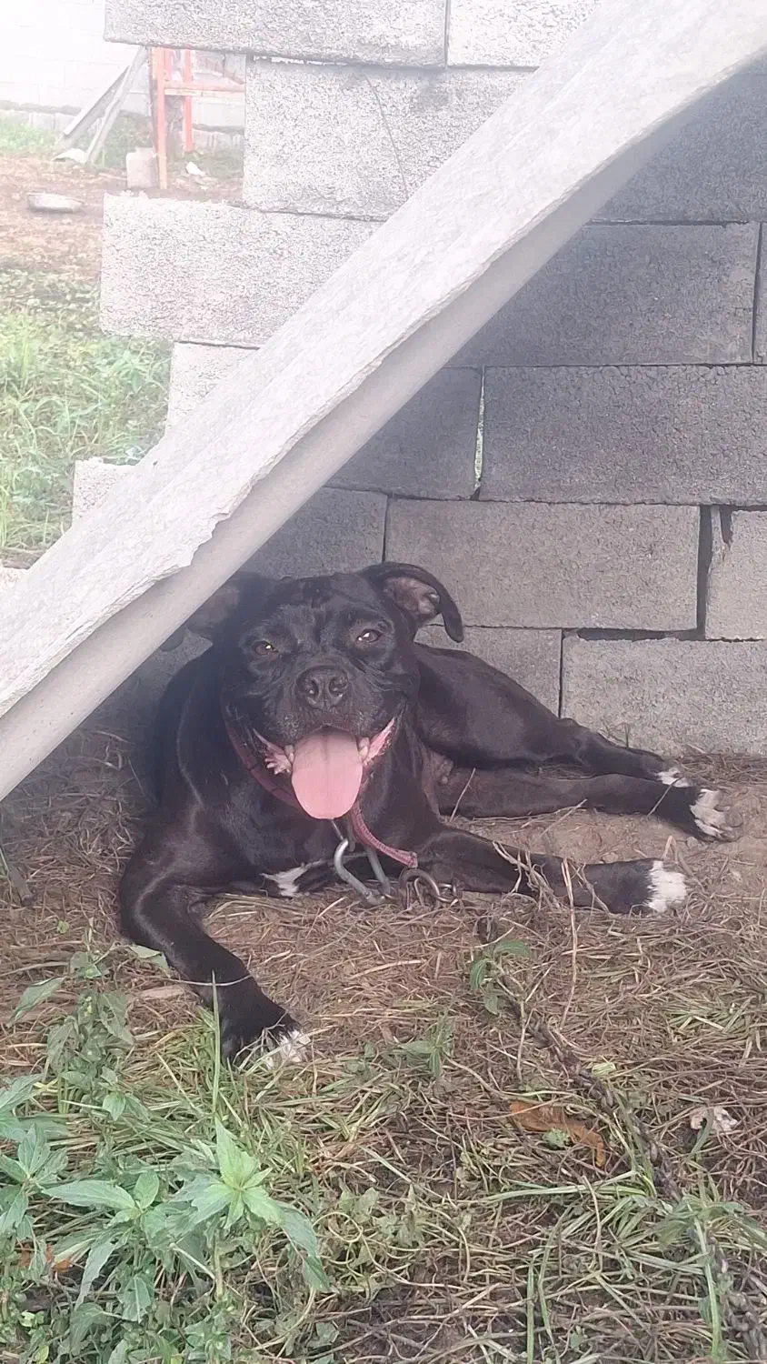 پیت بول استافورد شایر|سگ|بابل, |دیوار