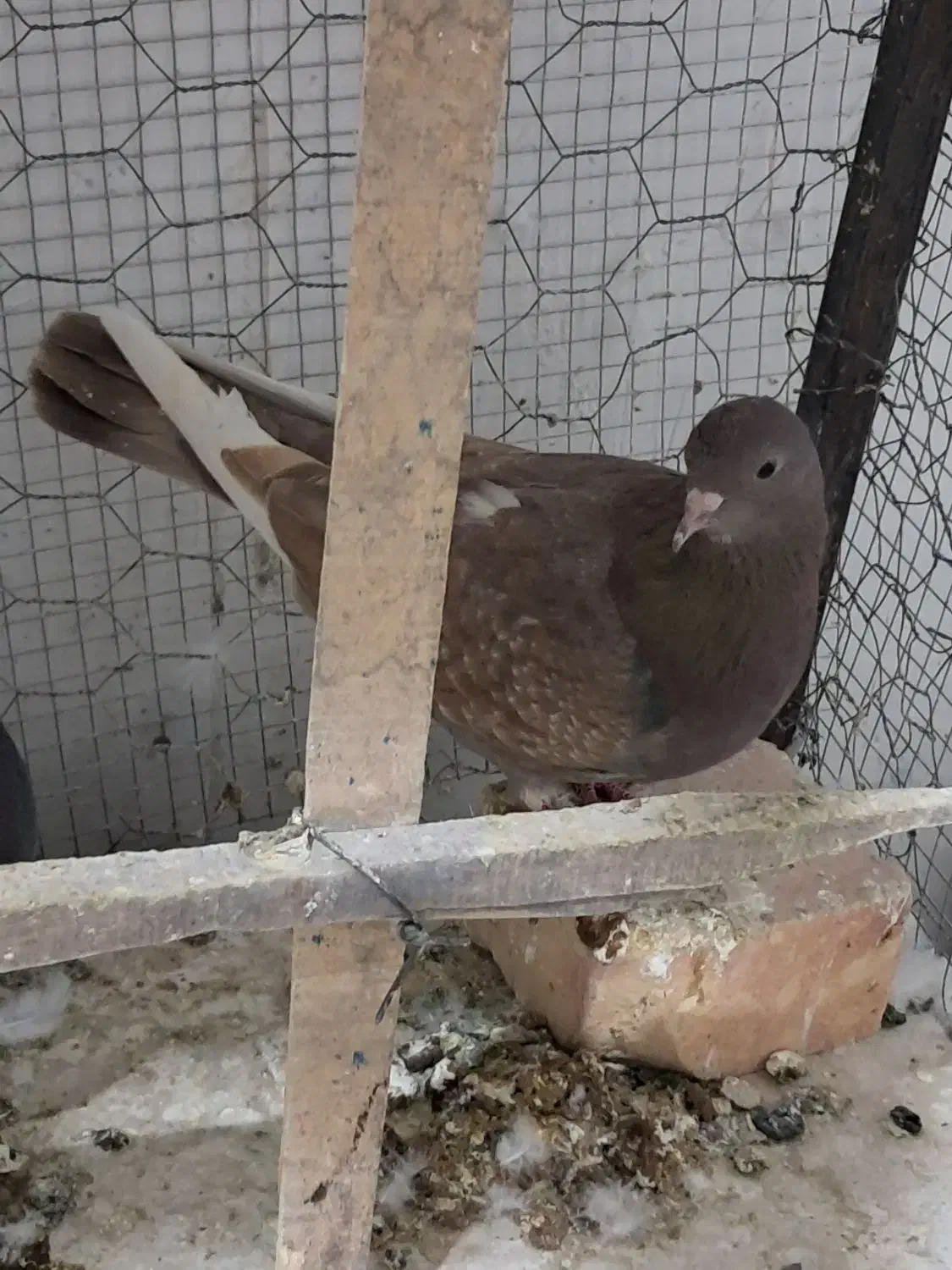 کفتر پرشی|پرنده|قرچک, شهرک صنعتی قرچک|دیوار