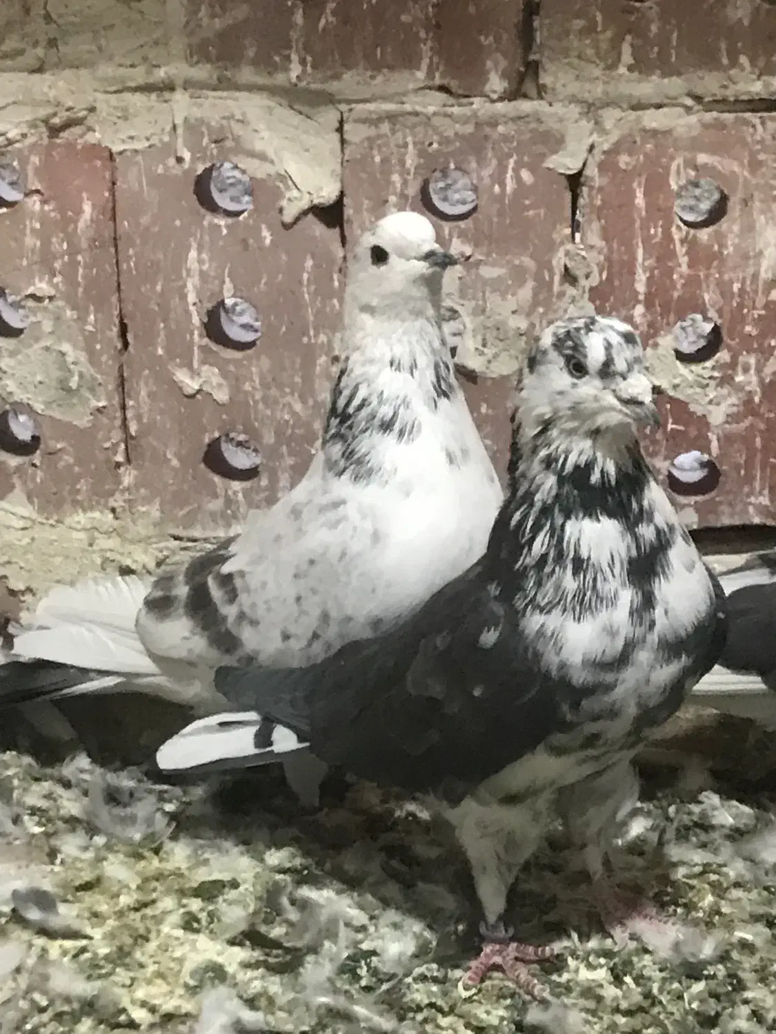 کبوتر|پرنده|بوکان, |دیوار