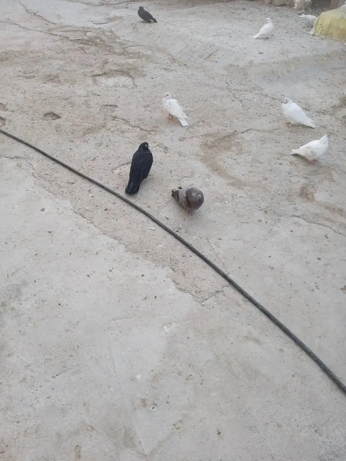 کبوتر سیاه و سبز بلند و کمیاب|پرنده|سعدآباد, |دیوار