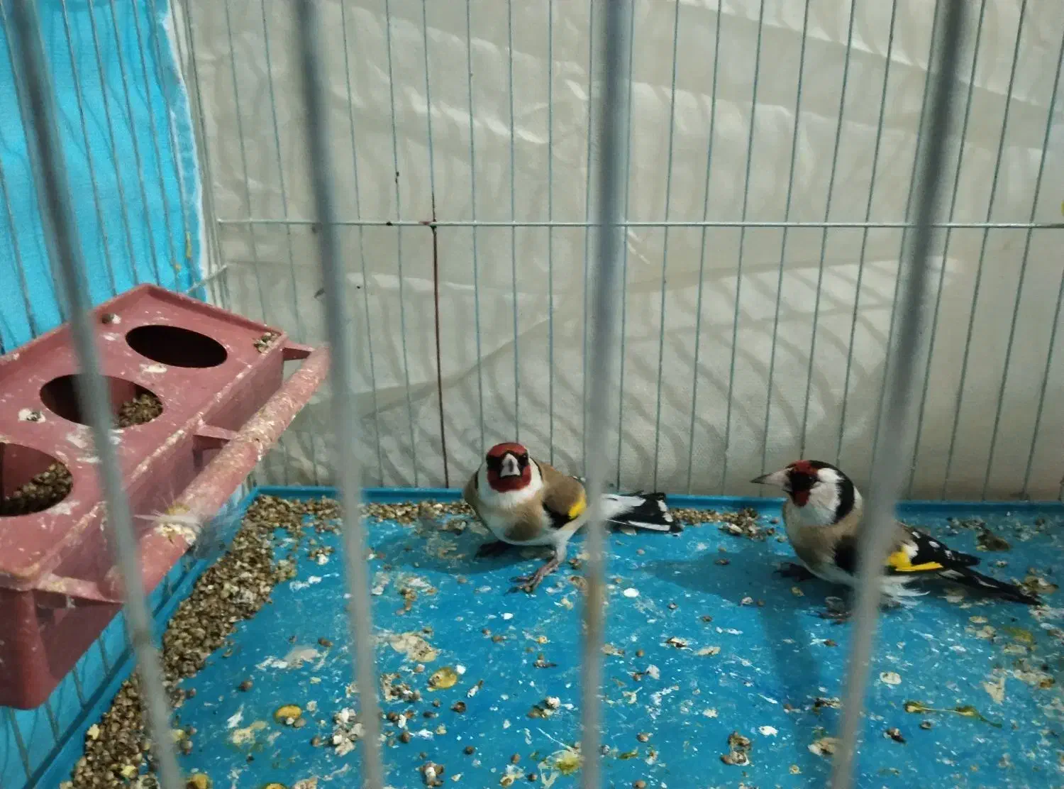 سیره نر درشت|پرنده|جوانرود, |دیوار