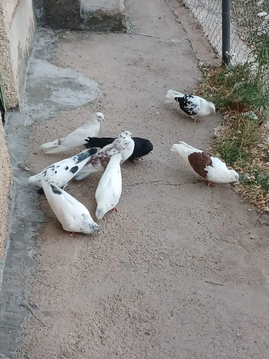 کبوتر تهرانی|پرنده|طالقان, |دیوار