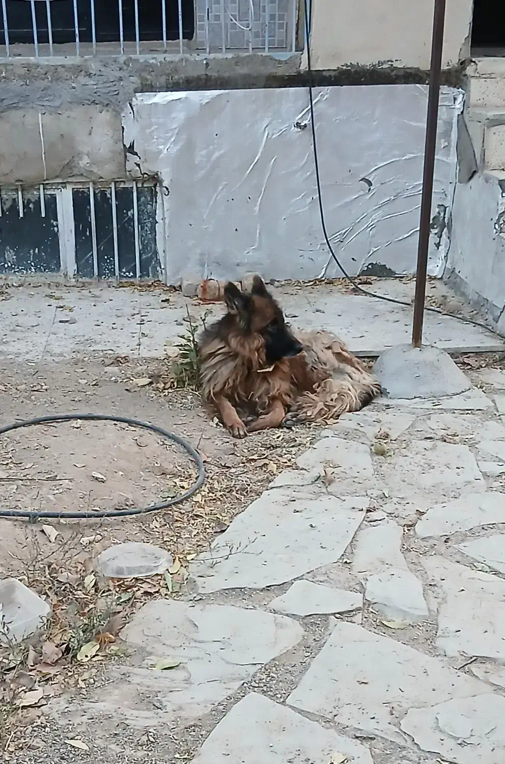 ژرمن شپرد|سگ|نوبران, |دیوار