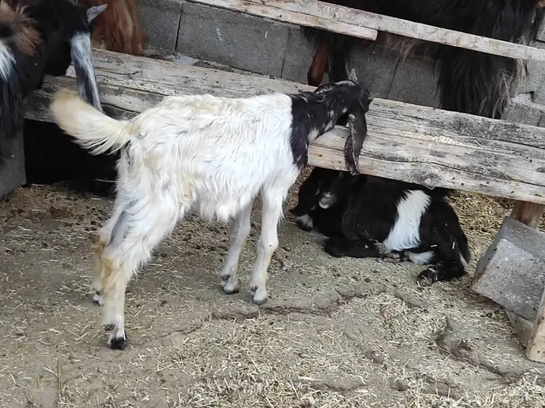 یک عدد کره نر|حیوانات مزرعه|بندر کنگان, |دیوار