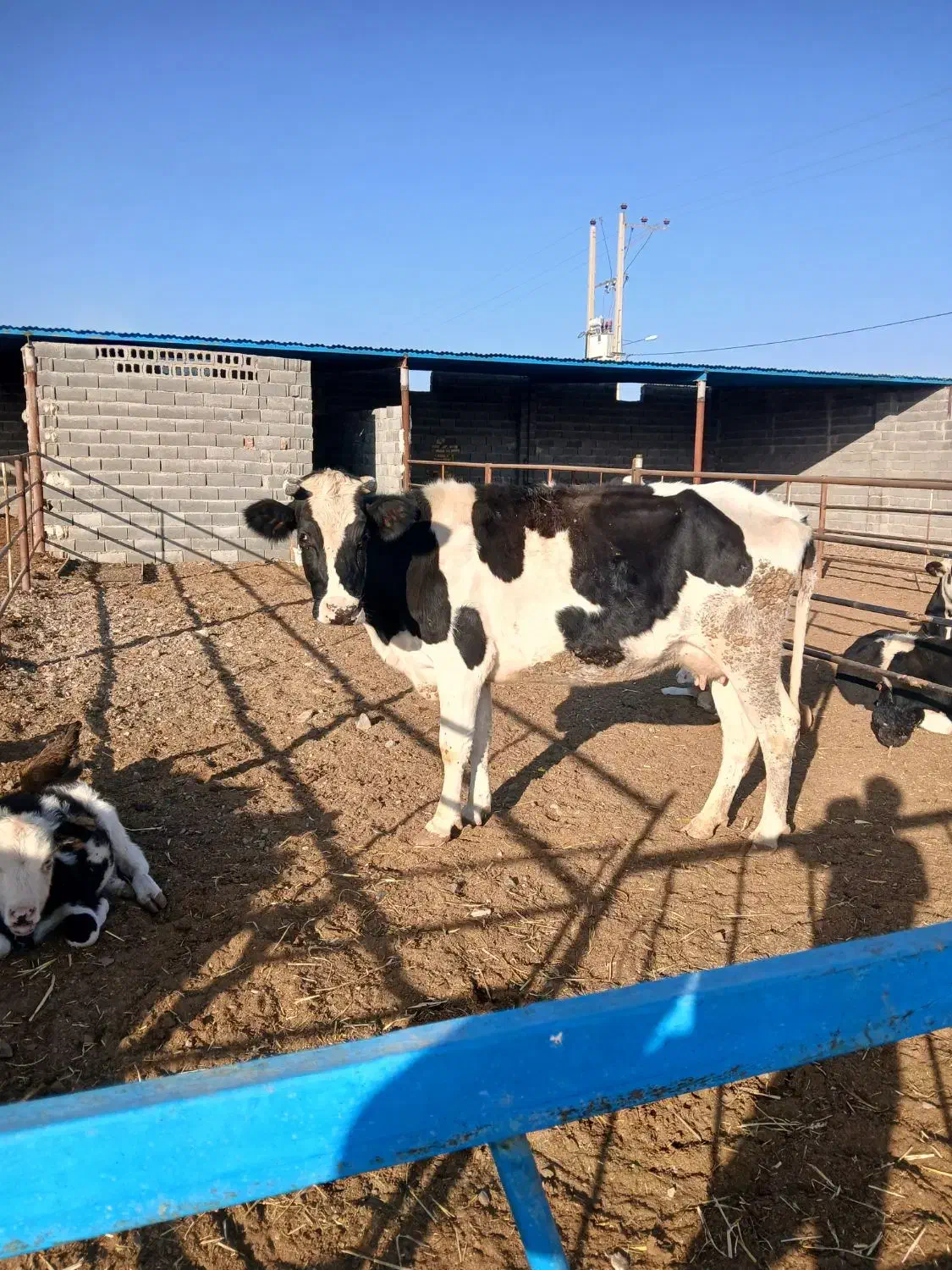 گاو تلیسه|حیوانات مزرعه|تربت جام, میان جام|دیوار