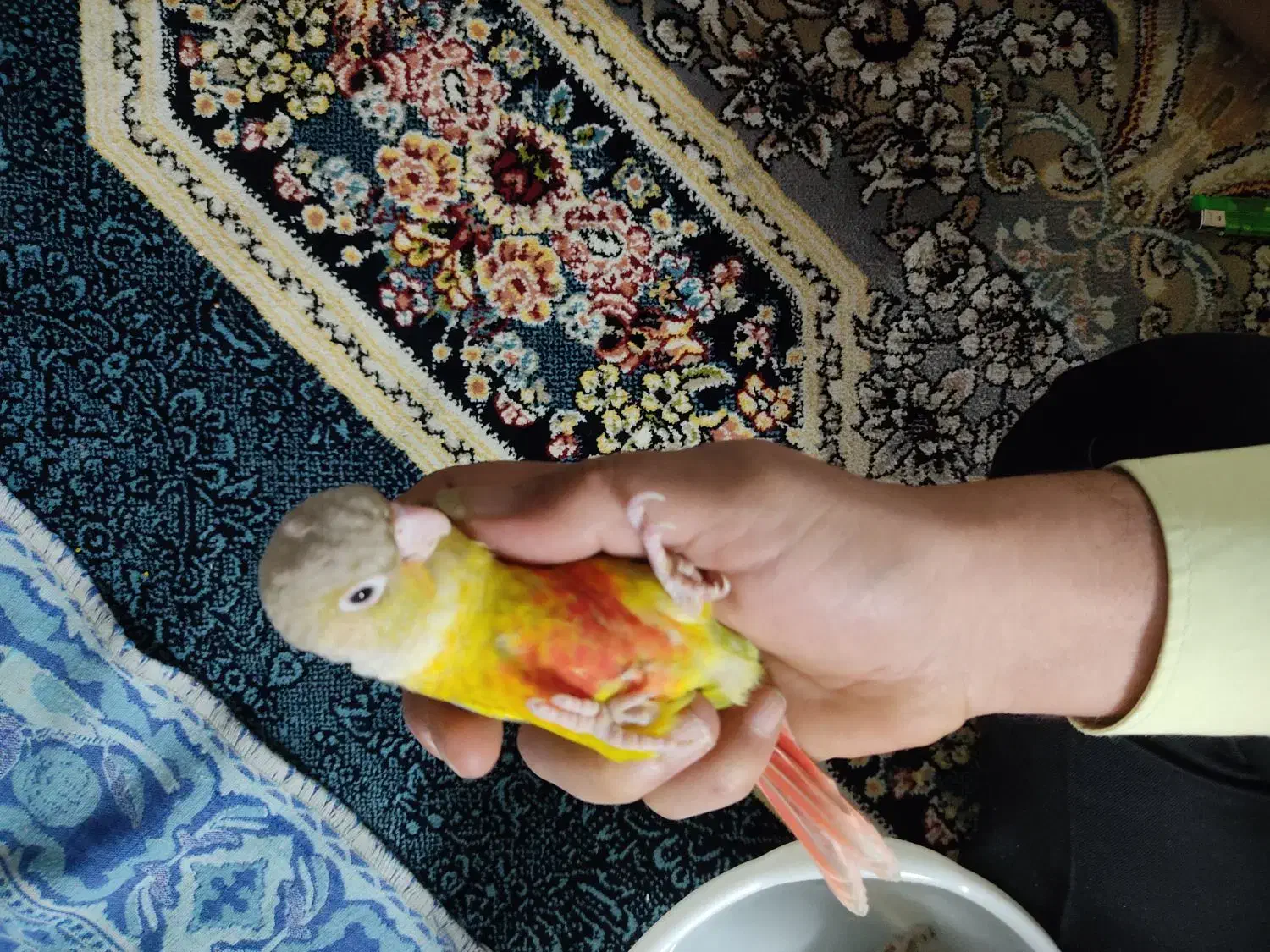 جوجه گرینچیک|پرنده|مشهد, رضاییه|دیوار