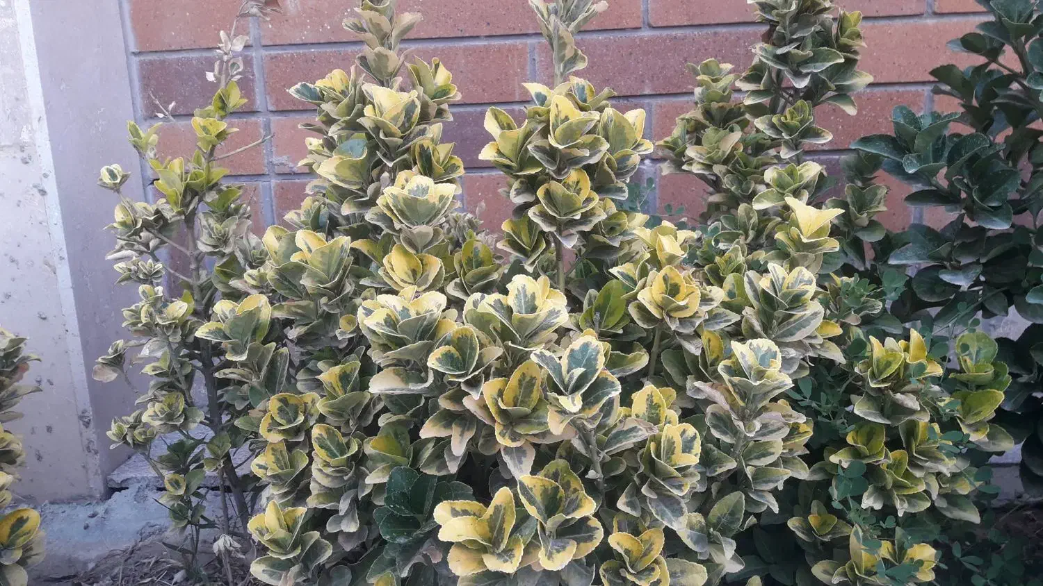 شمشاد طلایی|گل و گیاه طبیعی|گلبهار, شهر جدید گلبهار|دیوار