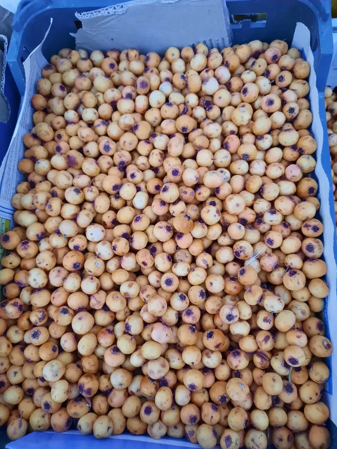 گوییژدرجه۱تازه بار....زالزالک خوشمزه|خوردنی و آشامیدنی|سقز, |دیوار