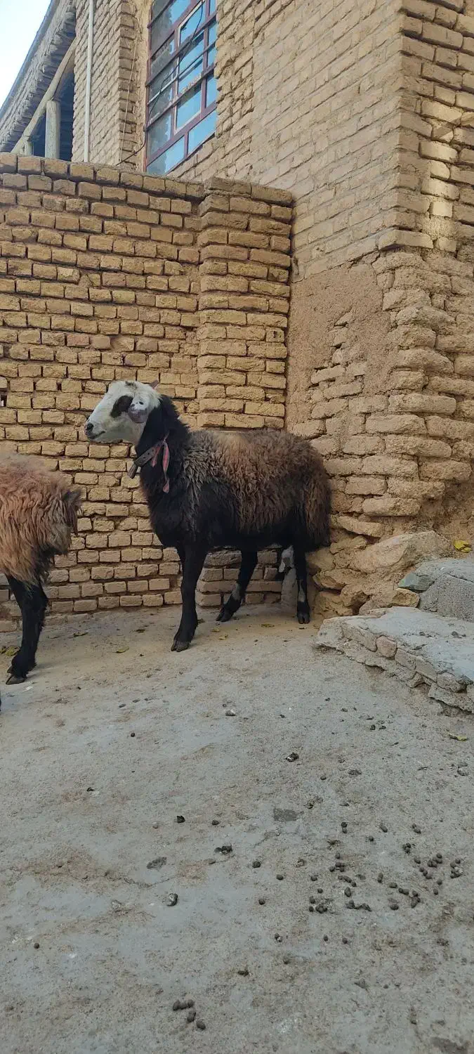 میش گوسفند|حیوانات مزرعه|بن, |دیوار