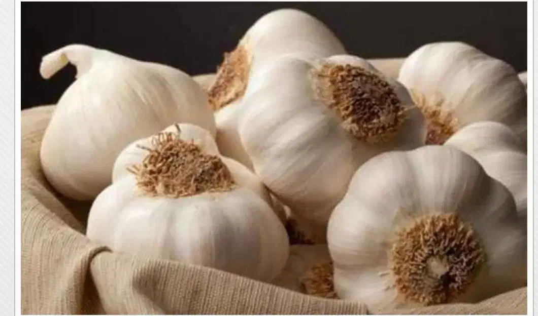 راهنمایی شراکت کاشت سیر|فعالیت داوطلبانه|کبودرآهنگ, |دیوار