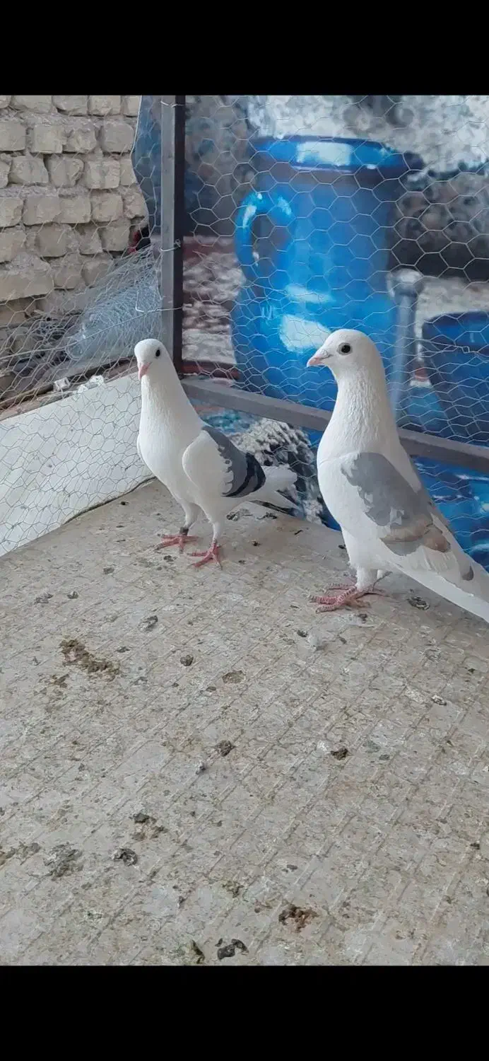 کبوتر|پرنده|بافق, |دیوار